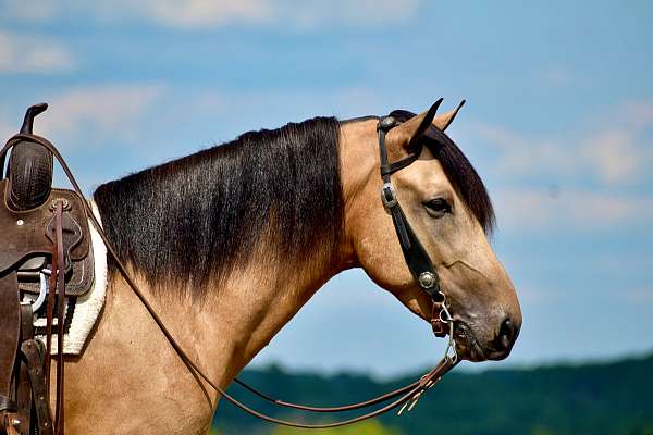 smooth-gaited-horse-kentucky-mountain