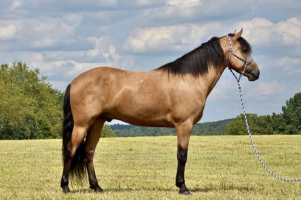 kentucky-mountain-horse