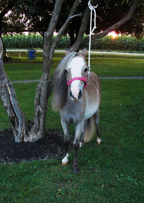 silb-blaze-white-socks-horse