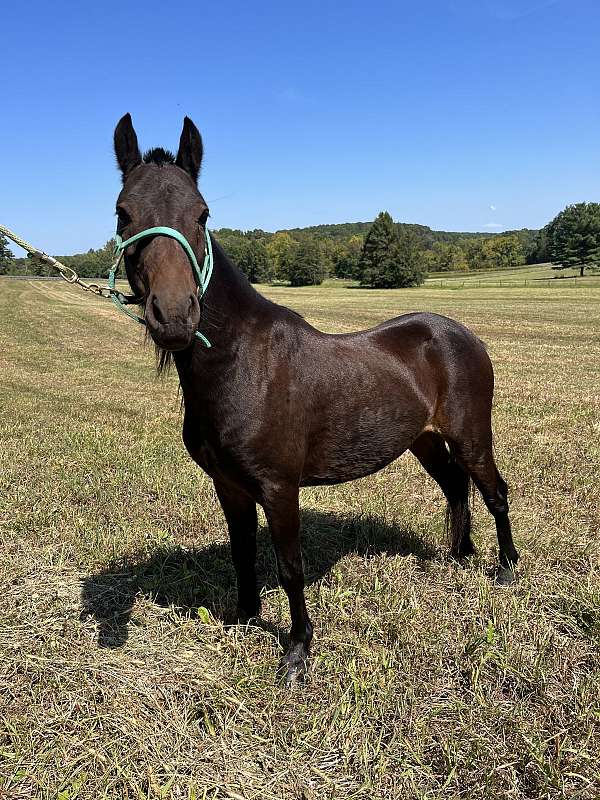 hackney-gelding