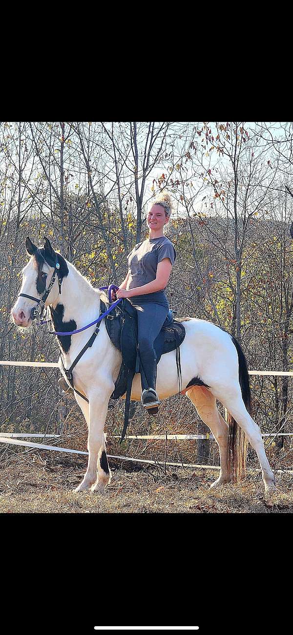 black-overo-tennessee-walking-gelding