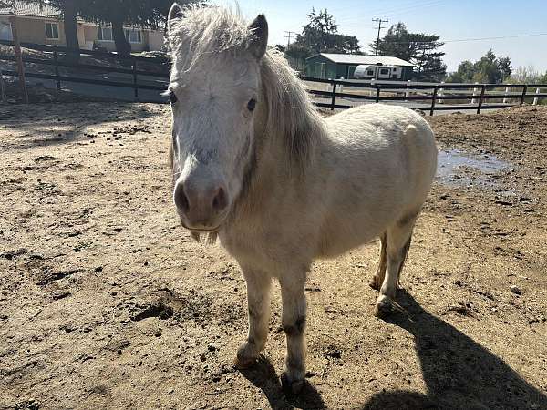 saddle-broke-miniature-horse