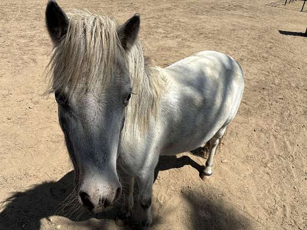 trained-youth-miniature-horse