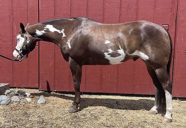 buckskin-overo-two-hind-stockings-horse