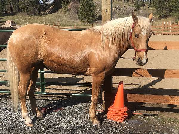 all-around-palomino-horse