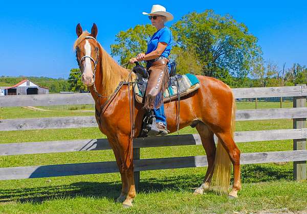 chestnut-blaze-r-hind-sock-horse