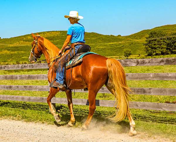 affectionate-tennessee-walking-horse