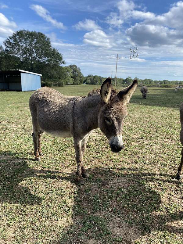 halter-spotted-donkey