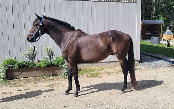 thoroughbred-horse-for-sale