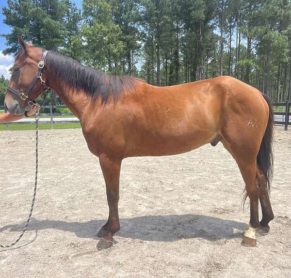 bay-quarter-horse-gelding