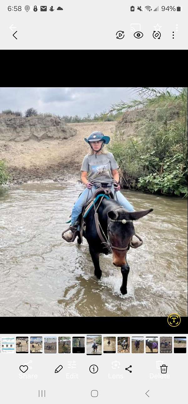 ranch-mule