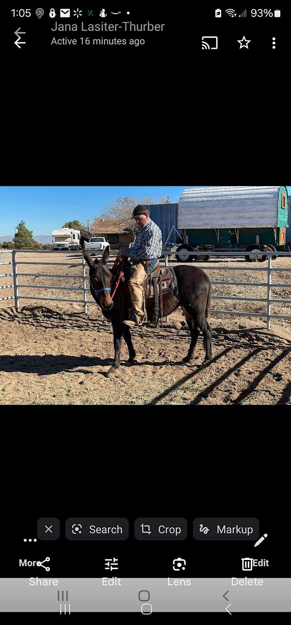 ranch-work-mule