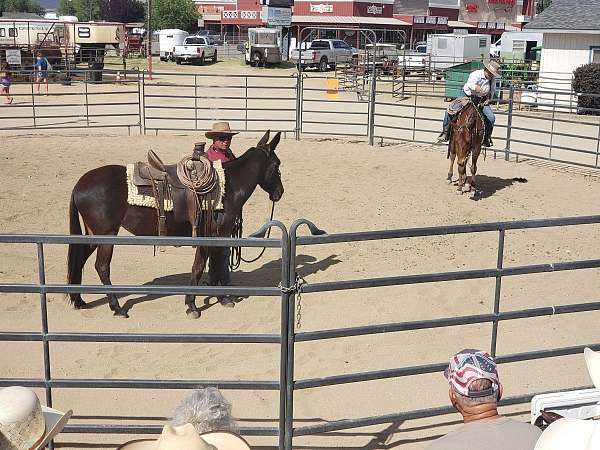 bay-ranch-horse