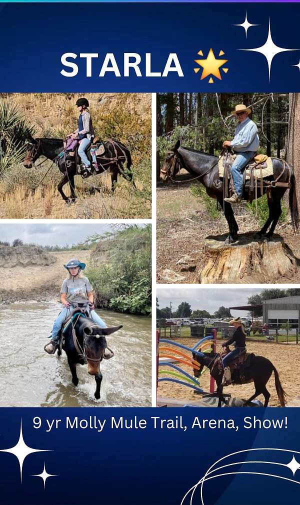 ranch-work-mule