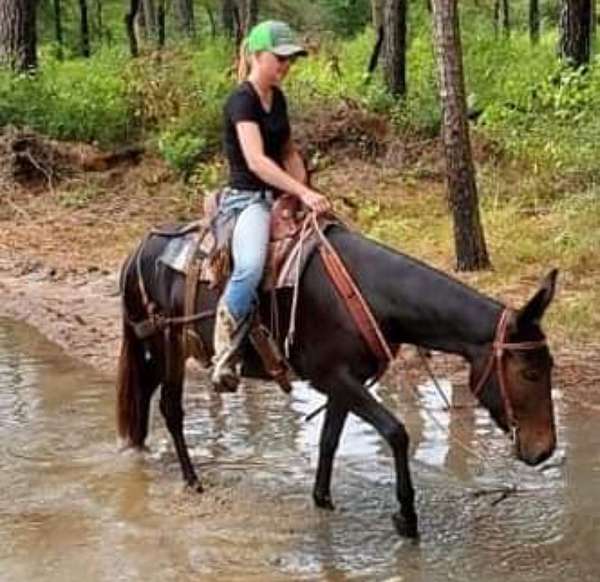 trail-riding-mule