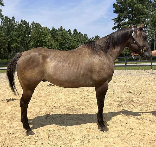 grulla-quarter-horse-gelding