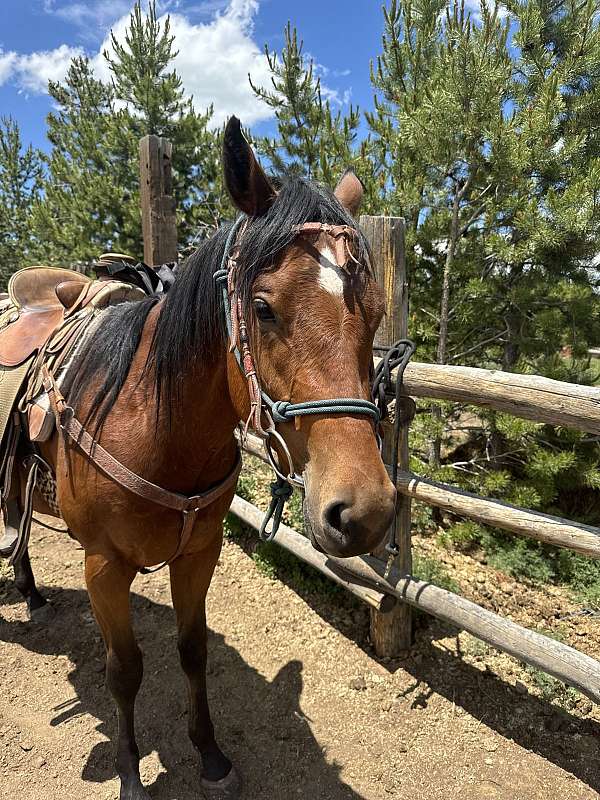 halter-quarter-horse