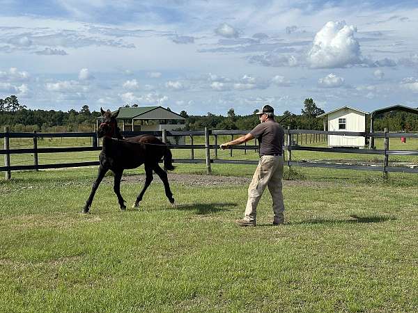 black-brown-sporthorse