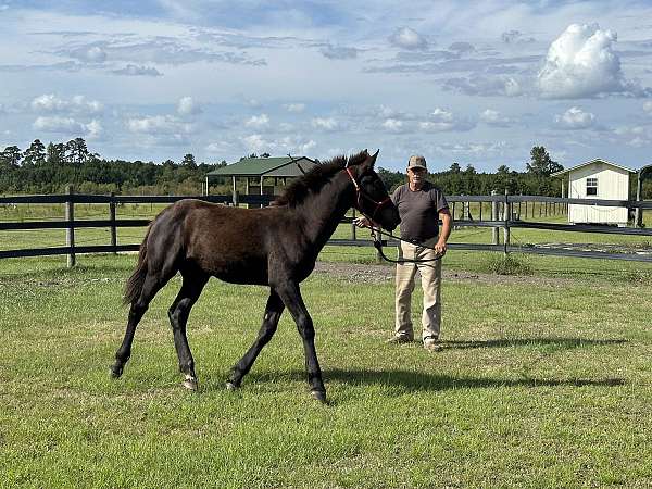 black-brown-halter-horse