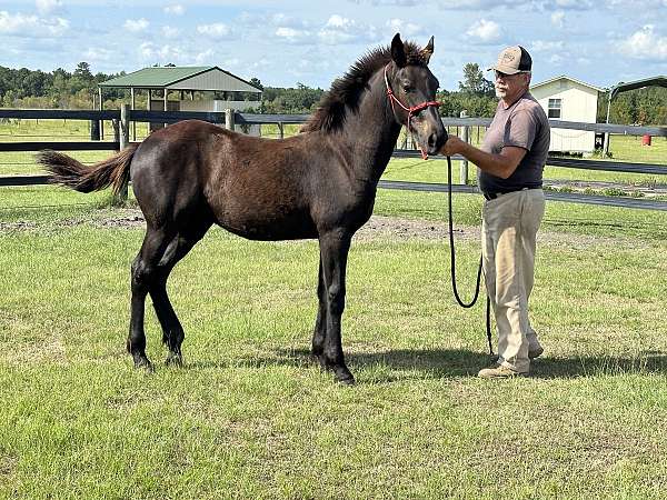 black-brown-friesian-percheron-foal