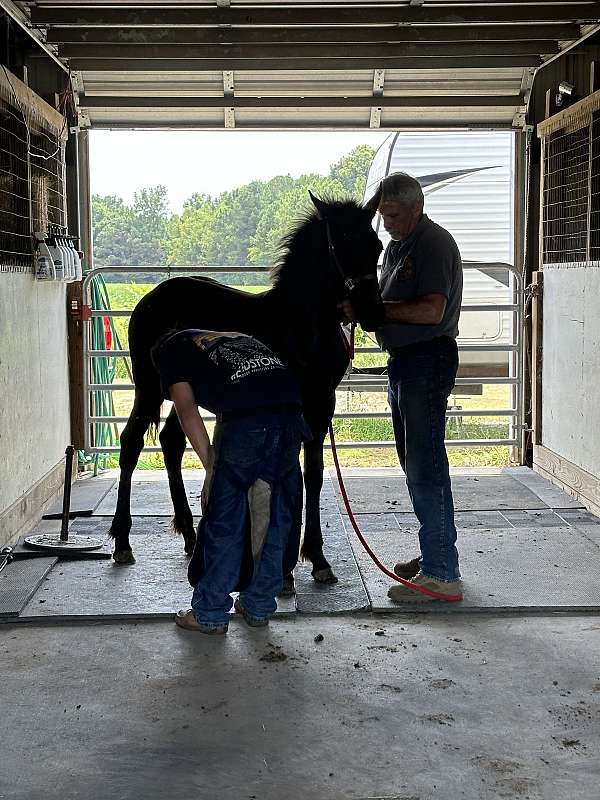 black-brown-friesian-percheron-horse