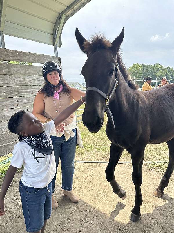 black-brown-foal-for-sale