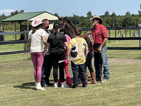 black-brown-friesian-percheron-for-sale