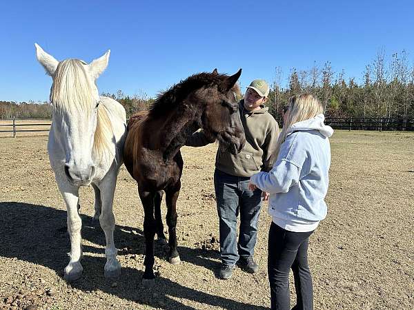 during-friesian-horse