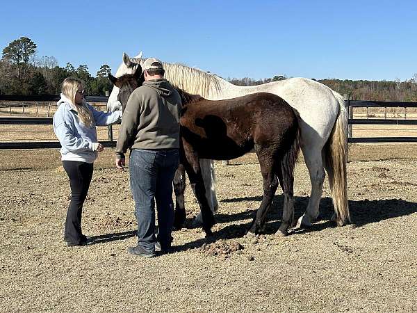 reasonable-offer-friesian-horse