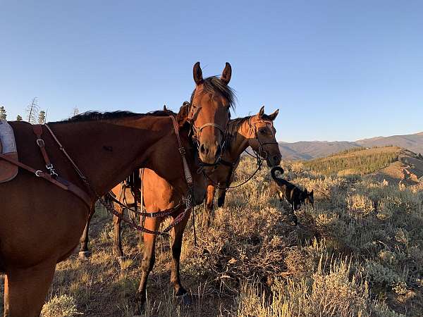 trail-riding-horse