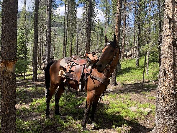 husband-horse-gelding