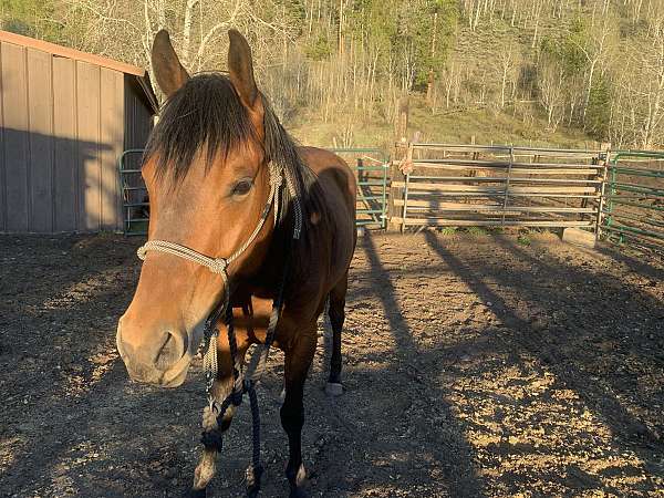 trail-horse-gelding