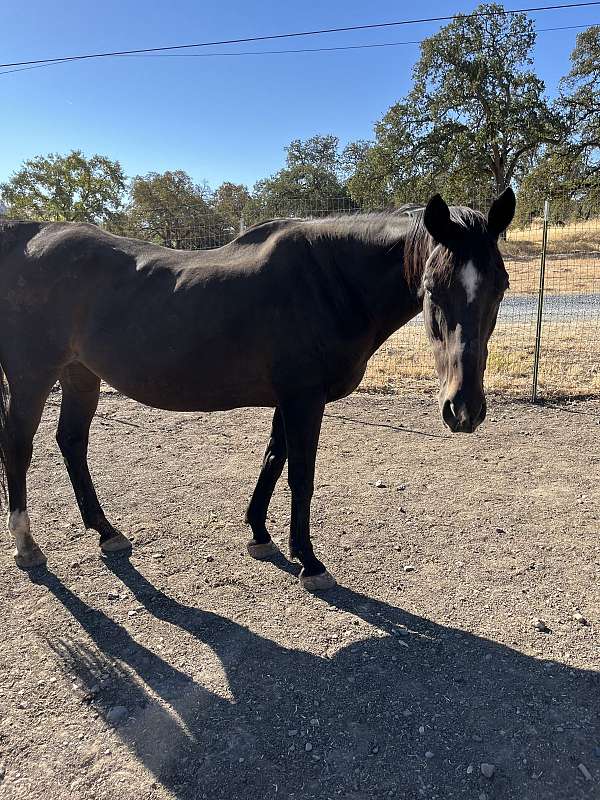 white-on-forelock-horse