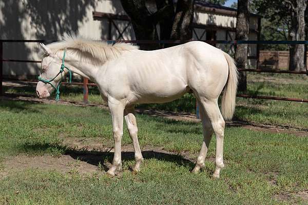 perlino-aqha-nrha-filly