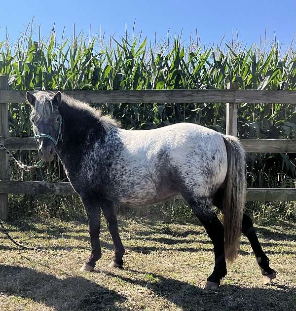 appaloosa-horse