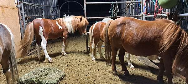 pinto-white-miniature-pinto-stallion