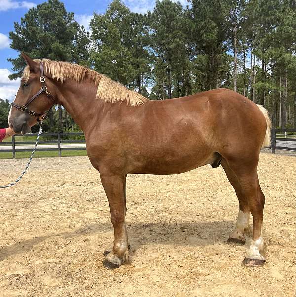 sorrel-belgian-gelding