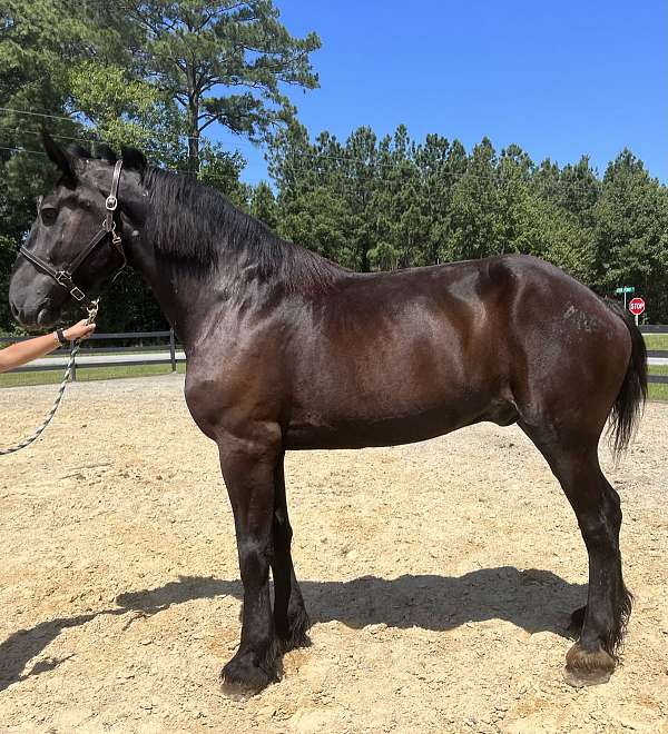 black-percheron-gelding