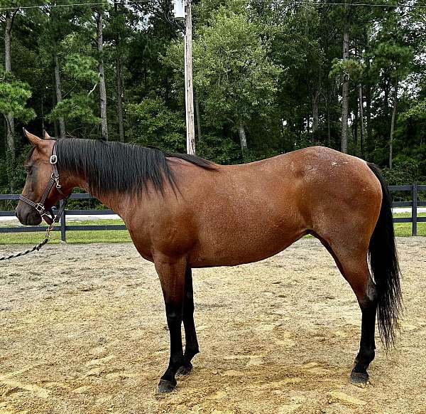 bay-roan-quarter-horse-mare