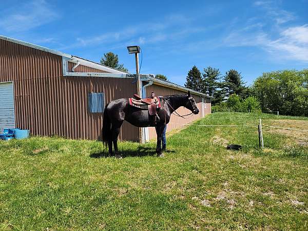 blaze-single-belly-spot-horse