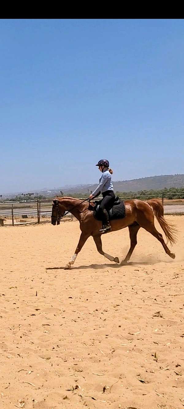 experienced-working-saddlebred-horse