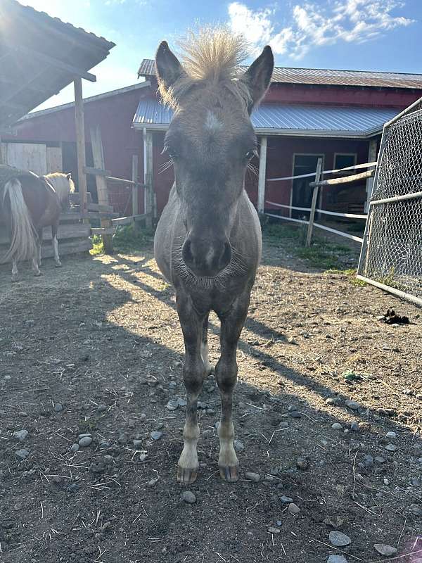 welsh-pony-colt