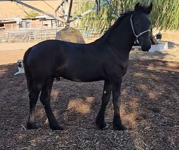 black-friesian-colt