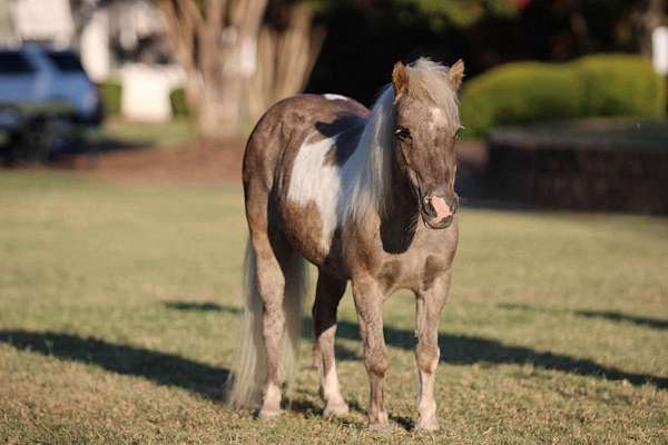 silb-playday-pony