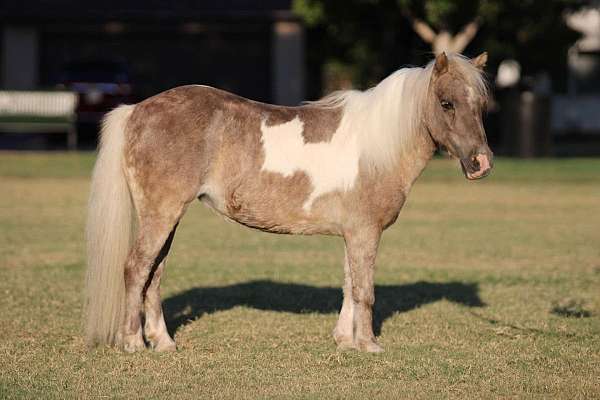 silb-ranch-pony