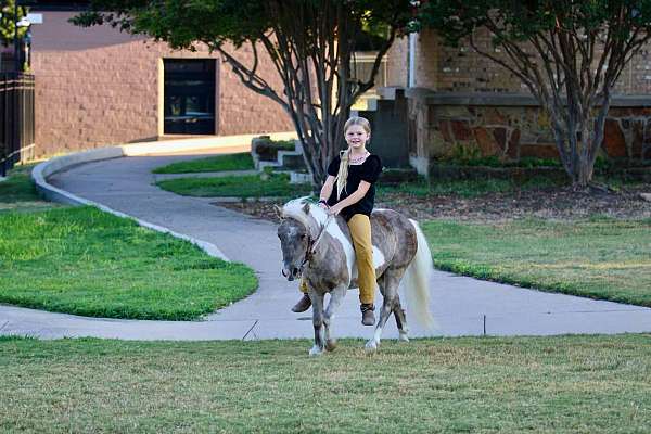 silb-ranch-versatility-pony