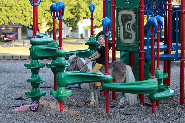 silb-ranch-work-pony