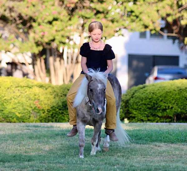 silb-trail-pony