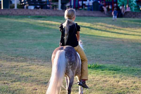 silb-trail-riding-pony