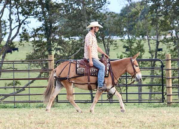 beginner-safe-quarter-horse